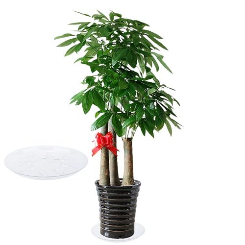 6 Pack Heavy Duty Clear Plastic Plant Saucer Sturdy Pot Tray Plant Trays Drip Trays for pots,Plate Water Catcher,Flower Pot Saucer Water Drainage Tray Floor Protector (16 inch) - size: 16 inch