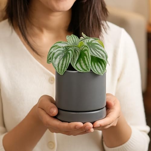 D'vine Dev Set of 2 Plants Pots, 4.7 Inch Ceramic Planter Pot for Plants with Drainage Hole and Saucer, Speckled Grey, 94-V-B-3 - color: Gray, size: 4.7 Inch
