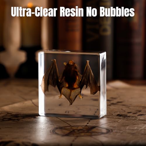 Taxidermy Bat Specimen in Resin – Real Preserved Animal Specimen, Oddities Collectible & Gothic Decor for Science Classroom, Unique Halloween, Christmas & Birthday Gift (3 x 3 x 1 Inches) - color: Taxidermy Bat(3 x 3 x 1 inch)