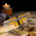 Real Cicada Specimen - Tiger-Striped Cicada Encased in Clear Resin Block,Perfect for Science Education, Oddities Collectors, and Biology Enthusiasts(Cicada Specimen) - color: Cicada Specimen