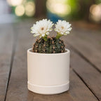 D'vine Dev Set of 2 Plants Pots, 3.5 Inch Ceramic Planter Pot for Plants with Drainage Hole and Saucer, Oatmeal, 94-V-A-8 - color: Oatmeal, size: 3.5 Inch