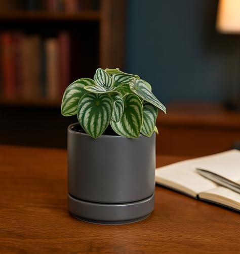 D'vine Dev Set of 2 Plants Pots, 4.7 Inch Ceramic Planter Pot for Plants with Drainage Hole and Saucer, Speckled Grey, 94-V-B-3 - color: Gray, size: 4.7 Inch