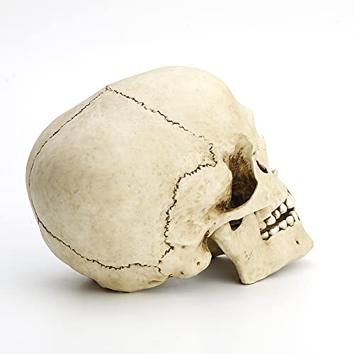 Veronese Design 6 1/4" Tall Human Skull with Motion Jaw Realistic Resin Sculpture