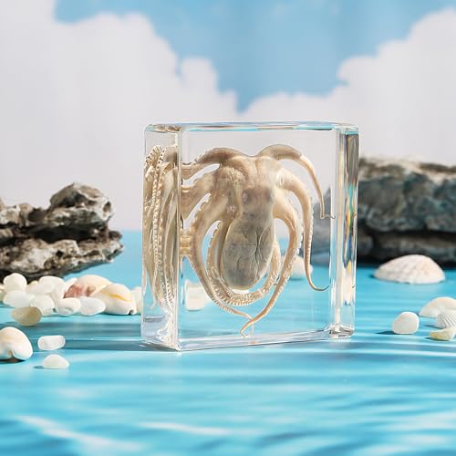 Taxidermy Octopus, Real Octopus Specimens Animal Specimen in Resin for Science Classroom Science Education, Great Gift for Fans of Taxidermy, Animal Skull, Oddities, Biology (3 x 3 x 1 inch) - color: Octopus