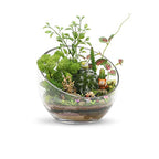 WGVI Clear Slant Cut Bowl Glass Vase, Glass Terrarium, Candy Dish, Glassware, Slant Open: 7". Height: 6" x 2.7". Base: 4" (1 Piece) - size: Slant Bowl 6"H