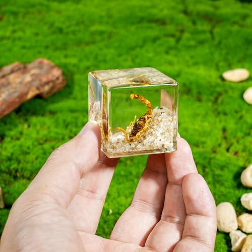 4Pcs Insect Taxidermy in Resin, Interesting Square Microlandscape Insect Specimen Set for Back-to-School Gifts Oddities Bug Collection Paperweights Science Education Supplies (1.57x1.57 inch) - color: Insect A