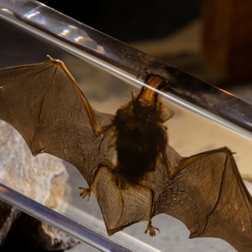 Real Bat Specimen in Clear Resin Block - Preserved Animal Taxidermy for Biology Study, Gothic Home Decor, Oddity Collections (5.5"x2.5"x0.7") Science Display & Unique Gift Idea - color: Bat Specimen (5.5" X 2.5" X 0.7")