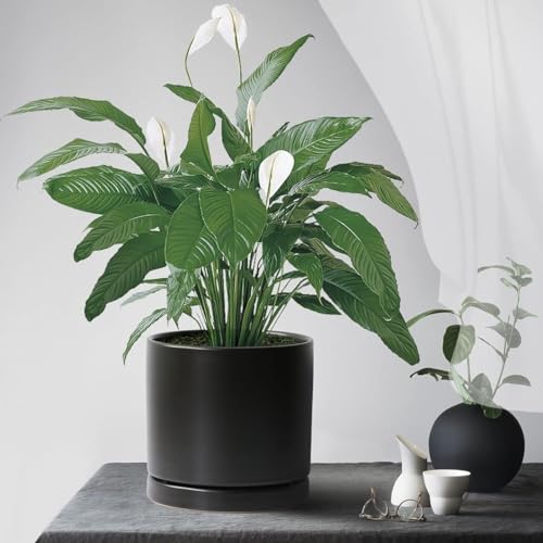 2 Pack Ceramic Plant Saucer Pot Tray 7 Inch, Planter Saucers 4 5 6 7 8 9 10 11 12 13 Inch for Indoors Outdoor, Durable Sturdy Flower Drainage drip Water Tray for Glazed Pots Base (7 Inch-Black) - color: Black, size: 7in 2pack