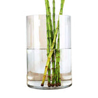 WGV Cylinder Vase, Width 8", Height 12", Clear Wide Large Diameter Flower Glassware, Floral Container, Planter Terrarium for Wedding Party Event, Home Accent Decor, 1 Piece - size: 8"x12"H