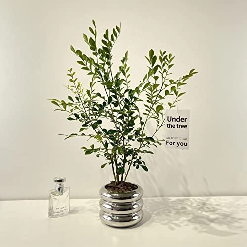 Ceramic Plant Pot Indoor, 4.5 Inch Flower Pot with Drainage Hole, Small Bubble Design Ceramic Planter for Home & Office Decor (Silver) - color: S-silver, size: 4.7inch