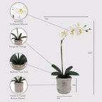 CG Hunter Faux Phale White Orchid Plant, Set-of-2 Premium Artificial Indoor Flower Display Stands 22”, Beautiful Sculptural Blooms that Lasts Forever, Planter Pot Included - size: 22" White Phale Orchid (Set-of-2)
