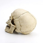 Veronese Design 6 1/4" Tall Human Skull with Motion Jaw Realistic Resin Sculpture