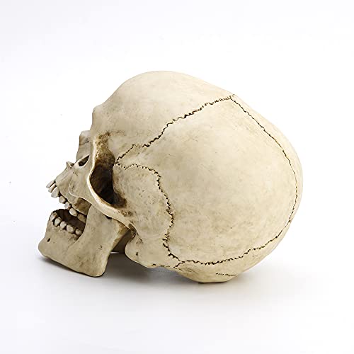 Veronese Design 6 1/4" Tall Human Skull with Motion Jaw Realistic Resin Sculpture