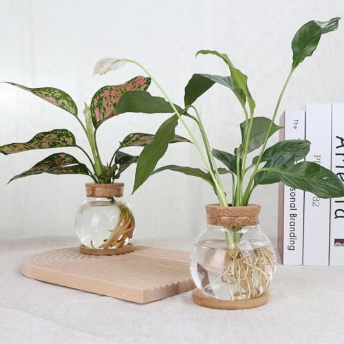 Plant Propagation Station,Hydroponic Glass Container Vase Jars, with Wooden Saucer for Desks, Houses, Garden Decorations, Home Kitchen Decorations and Gifts for Plant Lovers (2)
