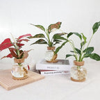 Plant Propagation Station,Hydroponic Glass Container Vase Jars, with Wooden Saucer for Desks, Houses, Garden Decorations, Home Kitchen Decorations and Gifts for Plant Lovers (2)
