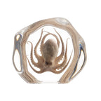 Taxidermy Octopus, Real Octopus Specimens Animal Specimen in Resin for Science Classroom Science Education, Great Gift for Fans of Taxidermy, Animal Skull, Oddities, Biology (Irregularly) - color: Octopus B