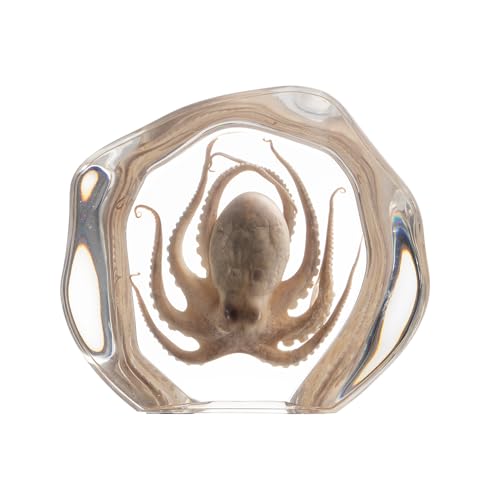 Taxidermy Octopus, Real Octopus Specimens Animal Specimen in Resin for Science Classroom Science Education, Great Gift for Fans of Taxidermy, Animal Skull, Oddities, Biology (Irregularly) - color: Octopus B