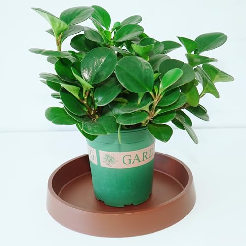 1 Pack Plant Saucer Tray for Ceramic Plastic Pots, 6 inch Plant Saucers for Indoors, Pot Saucers Trays, Flower Planter Water Drip Trays for Pots Base (6", Brown) - color: Brown, size: 6" (1 Pack)