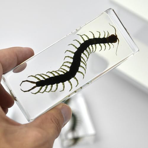 Real Specimen Preserved in Resin - Animal Taxidermy for Science Education, Great Gift for Fans of Taxidermy, Animal Skull, Biology (Centipede) - color: Centipede Specimen