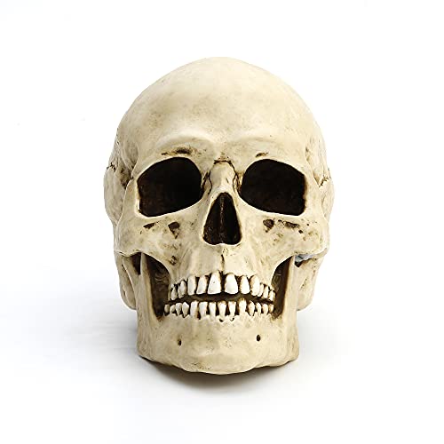 Veronese Design 6 1/4" Tall Human Skull with Motion Jaw Realistic Resin Sculpture