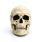 Veronese Design 6 1/4" Tall Human Skull with Motion Jaw Realistic Resin Sculpture