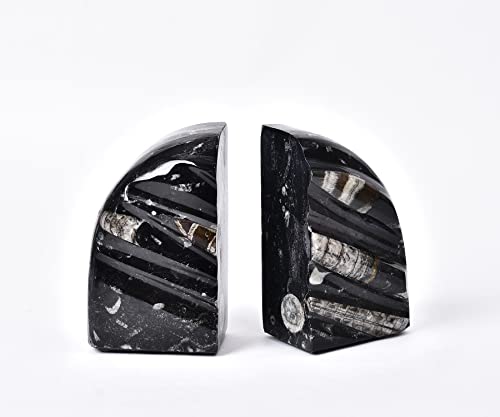 AMOYSTONE 1Pair Unique Decorative Bookends Natural Orthoceras Fossil 4-5 LBS for Kids Books, Home Kitchen, Height 4.7" - color: Black & White C, size: 4-5 Lbs