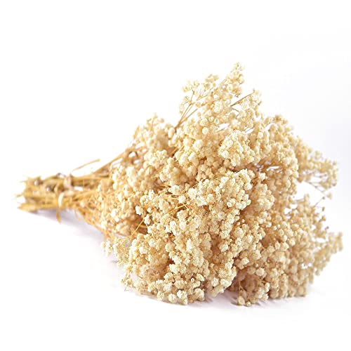 Preserved Baby's Breath 3 Bunches, 100% Natrual Fresh Gypsophila Long Lasting Flowers for Vase Arrangements Home Decoration Photo Props Parties and Weddings, DIY Décor-White - color: White