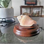 Plymor Solid Walnut Round Wood Display Base with Ogee Edge, 3.75" W x 3.75" D x 0.75" H - size: 3.75" x 3.75" x 0.75"