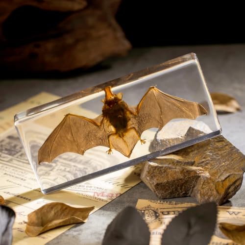 Real Bat Specimen in Clear Resin Block - Preserved Animal Taxidermy for Biology Study, Gothic Home Decor, Oddity Collections (5.5"x2.5"x0.7") Science Display & Unique Gift Idea - color: Bat Specimen (5.5" X 2.5" X 0.7")
