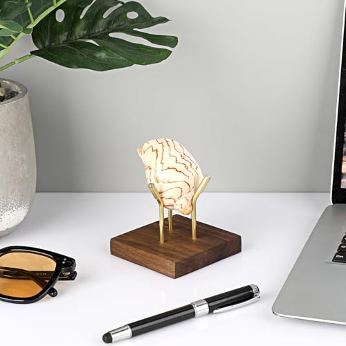 Hipiwe Gold Metal Arm Display Stand Decorative Ball Stand Easel with Wooden Base Rock Display Stand for Sphere Crystal Ball Eggs Mineral Geodes Rock Seashell, X- Large - size: X-Large