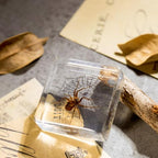 Real Spider Specimen in Resin - with Simulated Spider Web, Perfect for Science Education, Oddities Collectors, and Biology Enthusiasts(Spider Specimen) - color: Spider Specimen