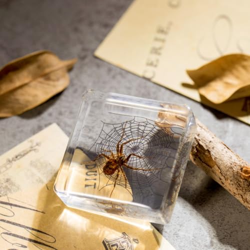 Real Spider Specimen in Resin - with Simulated Spider Web, Perfect for Science Education, Oddities Collectors, and Biology Enthusiasts(Spider Specimen) - color: Spider Specimen