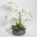 CG Hunter Faux Orchid Plant w/Succulents, Premium Artificial Indoor Flower Display Stands 24” w/Beautiful Sculptural Blooms and Succulents That Lasts Forever, Grey Planter Pot Included - size: 24" White Orchid With Succulents
