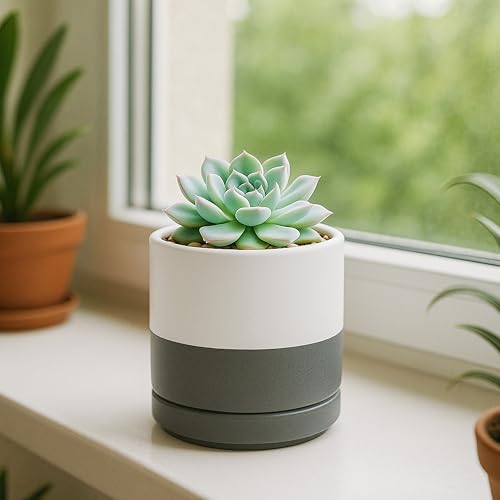 D'vine Dev Set of 4 Small Ceramic Plant Pots, 3.5 Inch Succulent Planter Pot for Plants with Drainage Hole and Saucer, White/Speckled Grey, 94-X-A-6 - color: White/Speckled Grey, size: 3.5 Inch