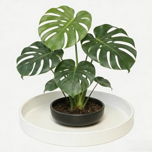 Plant Saucer 6 inch Drip Tray for Ceramic Plastic Pots, 2 Pack Plant Saucers for Indoors, Plastic Planter Flower Pot Saucers for Potted Plants, Planter Water Trays for pots Base, Creamy White - color: Creamy White, size: 6" - 2Pcs