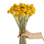 20 Stems Natural Dried Craspedia Billy Balls - 17" Golden Yellow Ball Flowers - Dried Flower Arrangement for Boho Wedding Farmhouse Decor - Vase Centerpiece Filler - DIY Dried Bouquet Home Decor