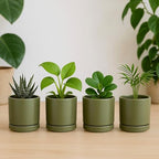 D'vine Dev Set of 2 Plants Pots, 3.5 Inch Ceramic Planter Pot for Plants with Drainage Hole and Saucer, Olive, 94-V-A-J - color: Olive, size: 3.5 Inch