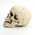 Veronese Design 6 1/4" Tall Human Skull with Motion Jaw Realistic Resin Sculpture
