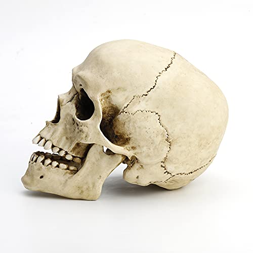 Veronese Design 6 1/4" Tall Human Skull with Motion Jaw Realistic Resin Sculpture