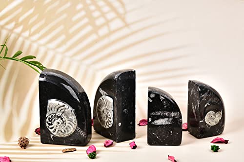 AMOYSTONE Heavy Duty Sturdy Bookends for Shelves, Morocco Orthoceras Fossil Heavy Bookends Stopper 6-8 LBS for Home Office Books with Rubber Bumpers (1 Pair Height 6.2") - color: Black & White D, size: 6-8 Lbs