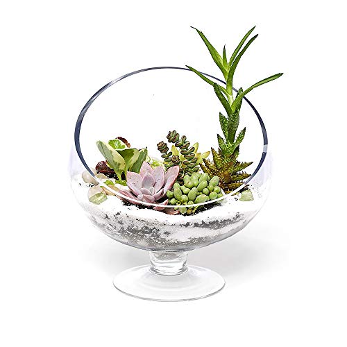 WGV Slant Cut Bowl Glass Vase with Stand, Width 6.5", Height 7", Clear Planter Terrarium, Candy Dish, Fruit Jar for Wedding Party Event, Home Office Decor, 1 Piece - size: Pedestal 7"H