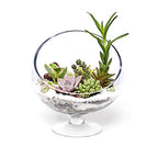 WGV Slant Cut Bowl Glass Vase with Stand, Width 8.25", Height 8.75", Clear Planter Terrarium, Candy Dish, Fruit Jar for Wedding Party Event, Home Office Decor, 1 Piece - size: Pedestal 8.5"H