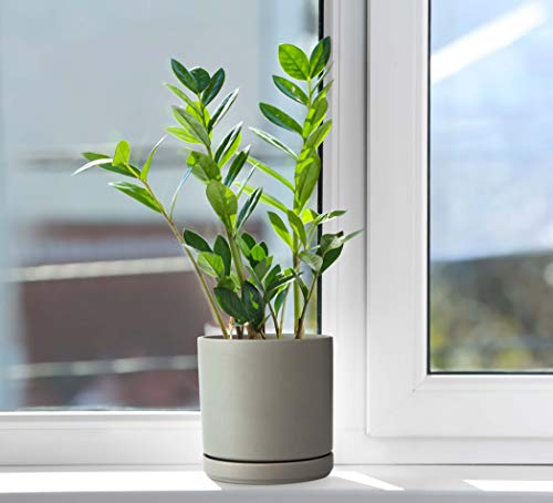 D'vine Dev Set of 2 Plants Pots, 6 Inch Ceramic Planter Pot for Plants with Drainage Hole and Saucer, Speckled Grey, 94-V-C-3 - color: Gray, size: 6 Inch