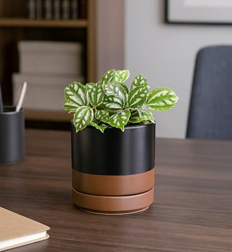 D'vine Dev Set of 4 Small Ceramic Plant Pots, 4.7 Inch Succulent Planter Pot for Plants with Drainage Hole and Saucer, Black/Speckled Tan, 94-X-B-7 - color: Black/Speckled Tan, size: 4.7 Inch