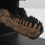Tyrannosaurus Rex T-Rex Skull Bookend Decorative Book Decor,Home Decorative Resin Bookshelf,Paper Weights, Book Ends,Bookend Supports, Book Stopper,Desk Decor