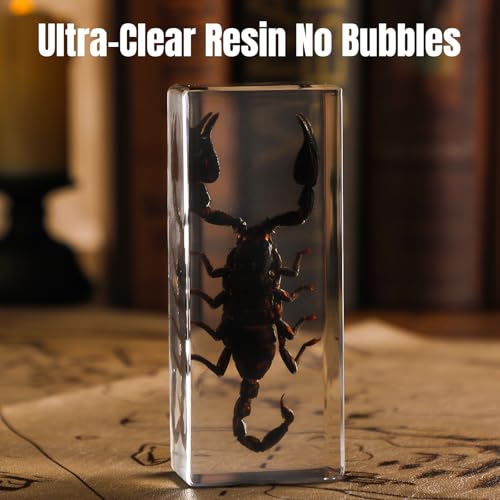 Taxidermy Scorpion Specimen in Resin – Real Preserved Insect Specimen, Oddities Collectible & Gothic Decor for Science Classroom, Unique Halloween, Christmas & Birthday Gift - color: Taxidermy Scorpion(4.5x1.8x1.2 Inch)