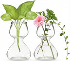 Garden Guru Plant Propagation Stations - Clear Glass Bud Vases Set of 2 - Mini Vases for Wedding Centerpieces, Cafe Décor, Tea Shop Displays - Small Hydroponic & Flower Vase - size: Set of 2