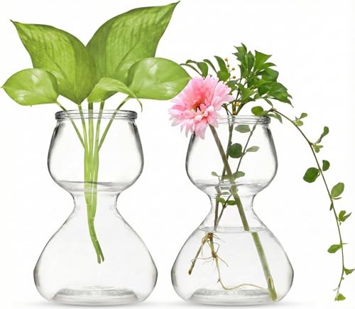 Garden Guru Plant Propagation Stations - Clear Glass Bud Vases Set of 2 - Mini Vases for Wedding Centerpieces, Cafe Décor, Tea Shop Displays - Small Hydroponic & Flower Vase - size: Set of 2