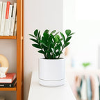 D'vine Dev Set of 2 Plants Pot, 4.7 Inch Ceramic Planter Pot for Plants with Drainage Hole and Saucer, White, 94-V-B-1 - color: White, size: 4.7 Inch