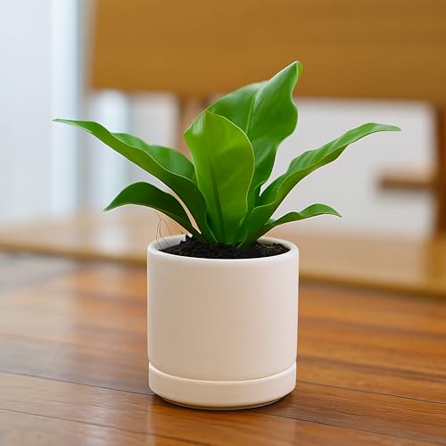 D'vine Dev Set of 2 Plants Pots, 3.5 Inch Ceramic Planter Pot for Plants with Drainage Hole and Saucer, Oatmeal, 94-V-A-8 - color: Oatmeal, size: 3.5 Inch